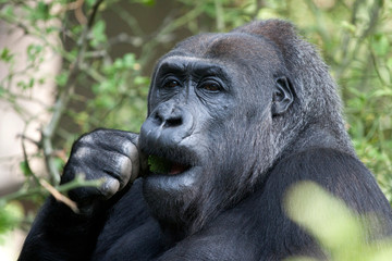 Portrait of a gorilla male monkey