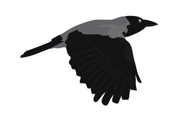 Fototapeta premium Hooded crow flies