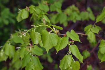 The first leaves on the trees bloom in the spring