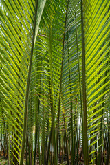 Naklejka na ściany i meble Palm Trees at the Shore of the Thu Bon River in Hoi An, Vietnam