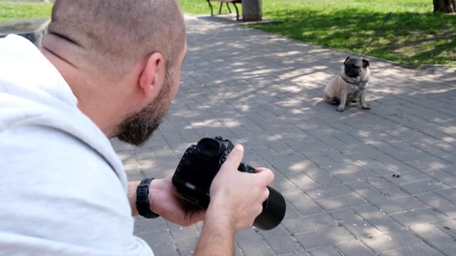 Bearded photographer shoots a pug on a digital camera