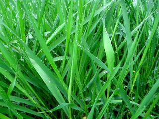 krople deszczu na trawie
