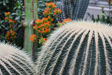 Cactus in the Garden