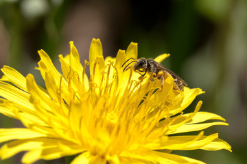 bee on a yellow dandelion flower at bloom. bee collects pollen from a flower.
