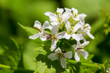 white beautiful flowers in bloom at garden. for design and background. some insect at flowers.