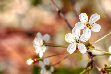 romantic cherry branch with flowers in blossom. selective focus. copy space.