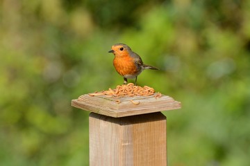 robin redbreast, erithacus rubecula, eating mealworms from a garden post.