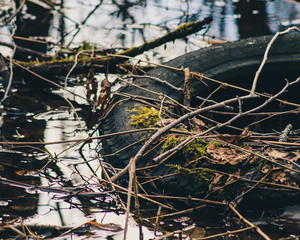 Tire in the pond