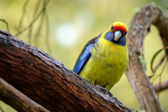 Green rosella Platycercus caledonicus looking over a branch in forest, Tasmania Australia