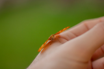 closeup of a butterfly