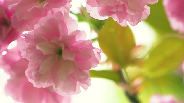 Closeup view of beautiful pastel pink sakura flowers growing outdoors in park on spring windy day.