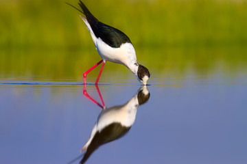 Cute bird and nature. Colorful nature background. Bird: Black winged Stilt