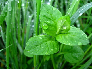 Fototapeta krople deszczu na roślinie obraz
