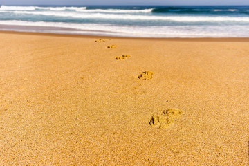 Dog footprints track on sandy beach of Atlantic ocean shore in Portugal