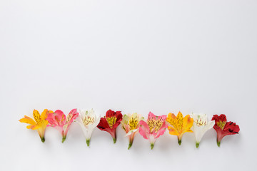 The yellow, pink, white, red Alstroemeria flowers and text space