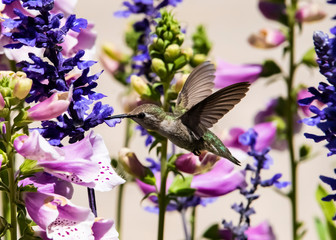 Costa's Hummingbird (Calypte costae) Feeding in Flight