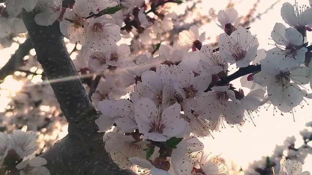 The male bee collects honey on the flowers of the tree. The bee crawls on white flowers of a tree.