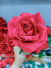 Woman hand holding beautiful red rose flower.