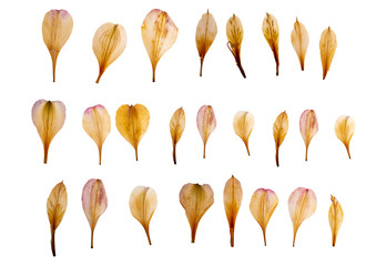 Dry and pressed petals of lily flowers. Herbarium. Dry plants. Petals set