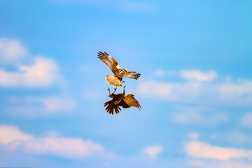 Birds fighting. Blue sky background. Bird: Western Marsh Harrier. Circus aeruginosus.
