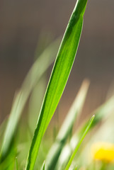 Fototapeta premium Green Grass Blade
