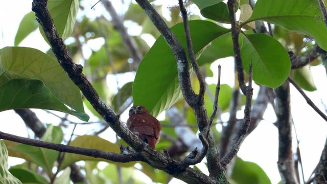 Tropical owl bird in its natural habitat in the forest.  Owls are birds from the order Strigiformes, which includes about 200 species of mostly solitary and nocturnal birds of prey typified by an upri