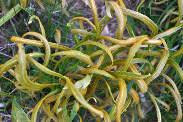 In the wild is growing Falcaria vulgaris