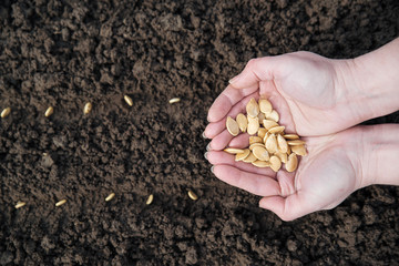 Hands full of seeds on soil background. Top view