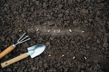 Seeds put into soil and gardening tools on soil background. Top view