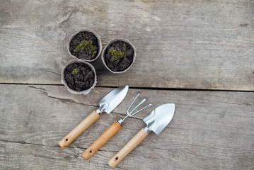 Gardening tools and three paper pots with plants on wooden background. Top view
