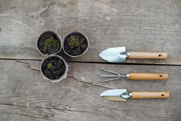 Three pieces gardening set and three paper pots with plants on wooden background. Top view