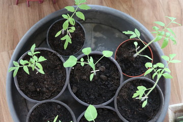 young tomato plants growing up