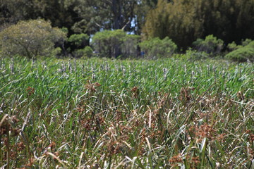 Obraz premium field of flowers