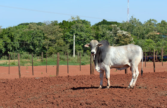 Closeup of young zebu bull of the Nelore breed