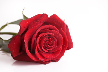 Red rose against white background