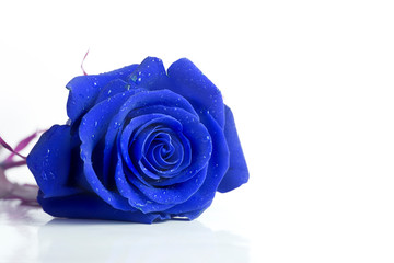 Blue tinted rose against white background