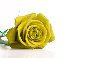 Yellow tinted rose against white background