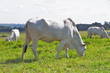 Zebu cattle, of the Nelore breed, in the pasture