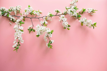 Creative springtime layout, spring white blossom branches on pastel pink. Floral pattern. Banner or template. Top view, flat lay.
