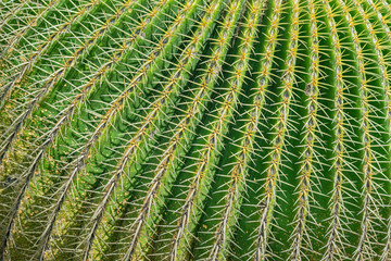 Golden Barrel Cactus, Echinocactus Grusonii Plant. Huge and spiny cactus that grows very slowly