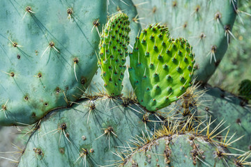 Heart shaped cactus named Nopal. Edible young Nopal found in Mexico