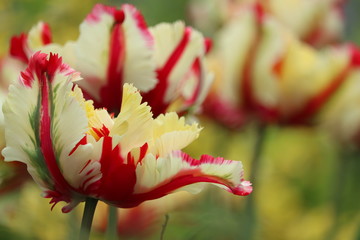 parrot Tulip 'Flaming Parrot' Tulipa &times;gesneriana Parrot
