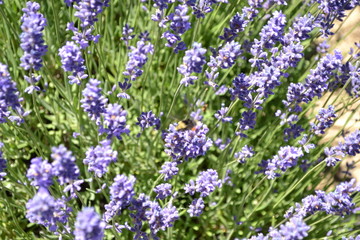 Lavender Farm, Oregon
