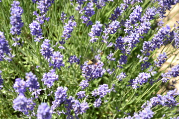 Obraz premium Lavender Farm, Oregon