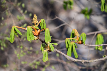 Buds of chestnut blossom and green young leaves.