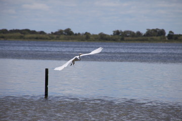 seagull on the beach
