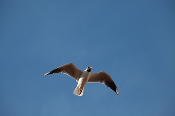 seagull in flight