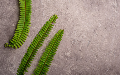 Background with green fern leaves.