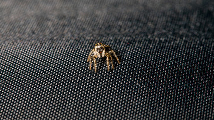 Springspinne auf schwarzen Untergrund