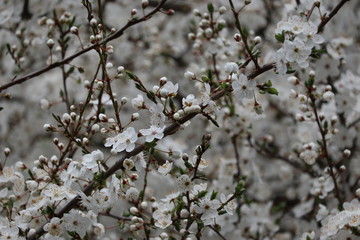 beautiful pure white and fragrant fruit tree blossoms in spring